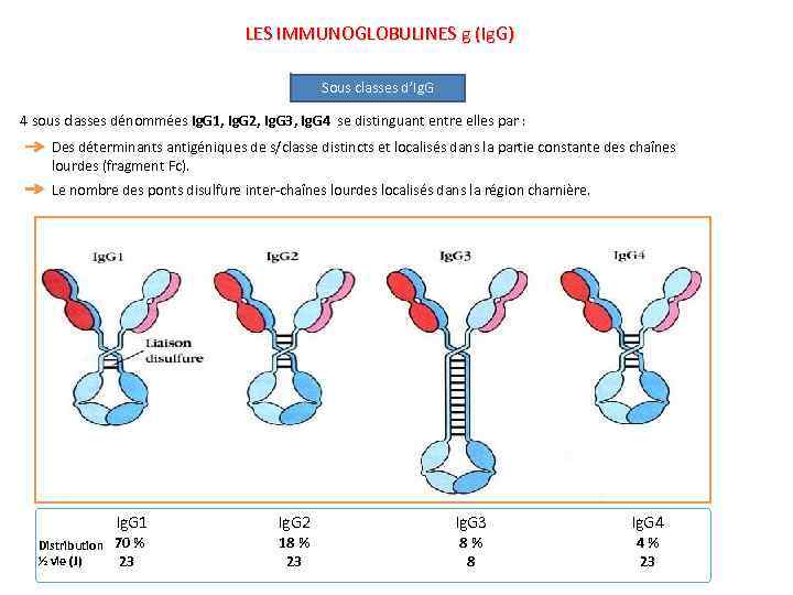 LES IMMUNOGLOBULINES g (Ig. G) Sous classes d’Ig. G 4 sous classes dénommées Ig.