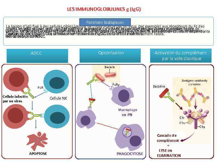 LES IMMUNOGLOBULINES g (Ig. G) Fonctions biologiques La liaison d’Ig. G fixé à des