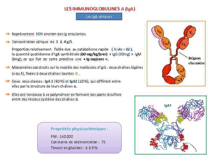 LES IMMUNOGLOBULINES A (Ig. A) Les Ig. A sériques Représentent 15% environ des Ig