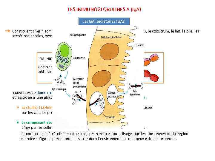 LES IMMUNOGLOBULINES A (Ig. A) Les Ig. A sécrétoires (Ig. As) Constituent chez l’Homme