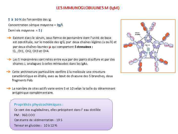 Les Immunoglobulines COURS 3 EME ANNEE MEDECINE