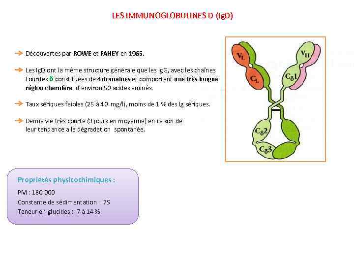 LES IMMUNOGLOBULINES D (Ig. D) Découvertes par ROWE et FAHEY en 1965. Les Ig.