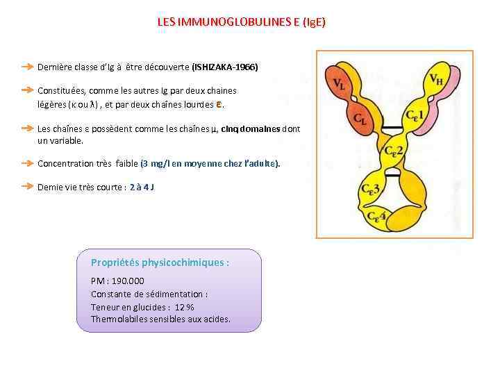 LES IMMUNOGLOBULINES E (Ig. E) Dernière classe d’Ig à être découverte (ISHIZAKA-1966) Constituées, comme