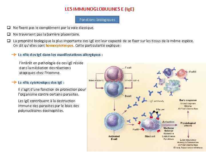 LES IMMUNOGLOBULINES E (Ig. E) Fonctions biologiques q Ne fixent pas le complément par