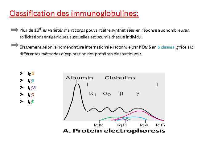 Classification des immunoglobulines: Plus de 108 les variétés d’anticorps pouvant être synthétisées en réponse