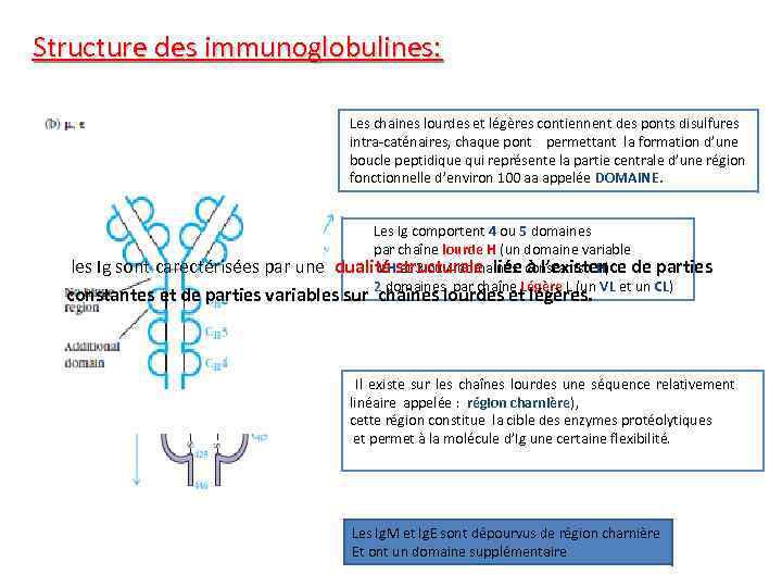 Structure des immunoglobulines: Les chaines lourdes et légères contiennent des ponts disulfures intra-caténaires, chaque