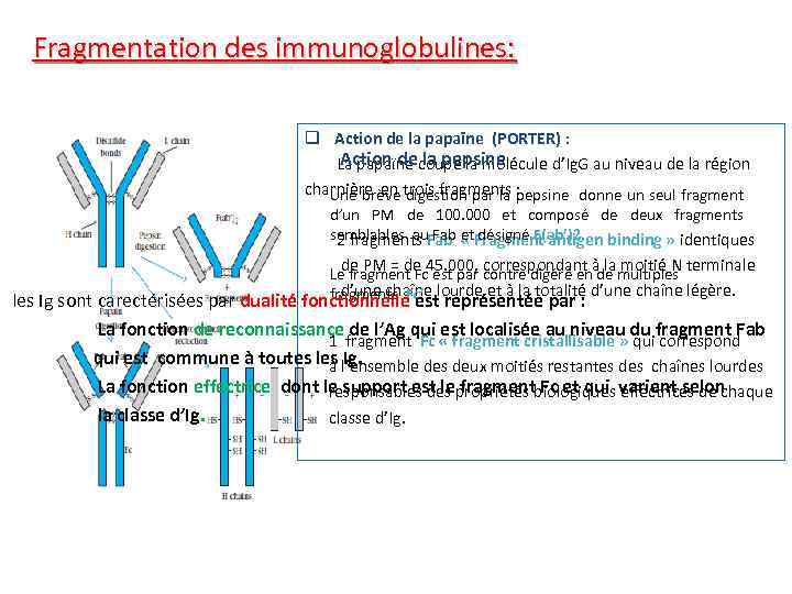 Fragmentation des immunoglobulines: q Action de la papaïne (PORTER) : Action de la pepsine