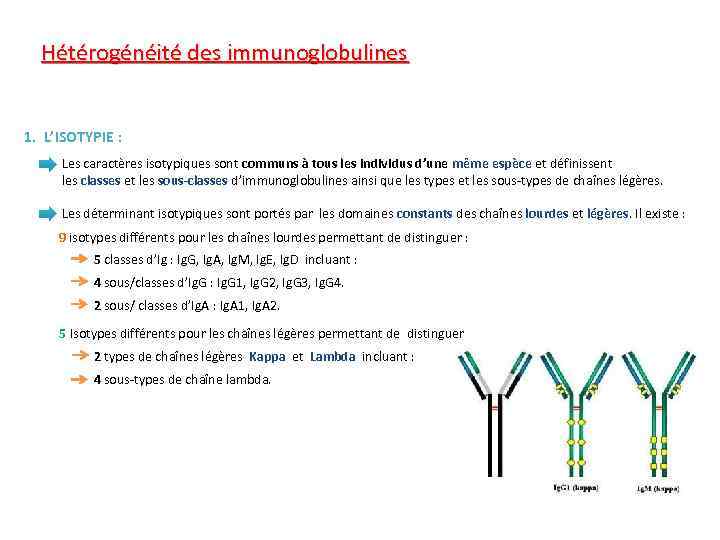 Hétérogénéité des immunoglobulines 1. L’ISOTYPIE : Les caractères isotypiques sont communs à tous les