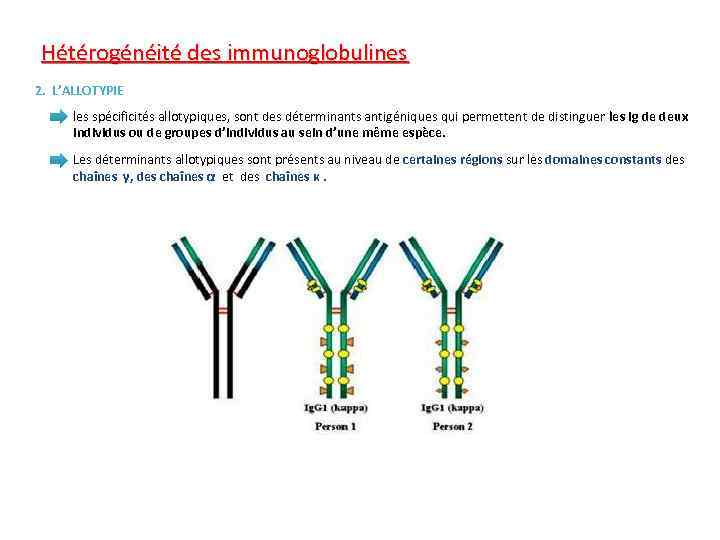 Hétérogénéité des immunoglobulines 2. L’ALLOTYPIE les spécificités allotypiques, sont des déterminants antigéniques qui permettent