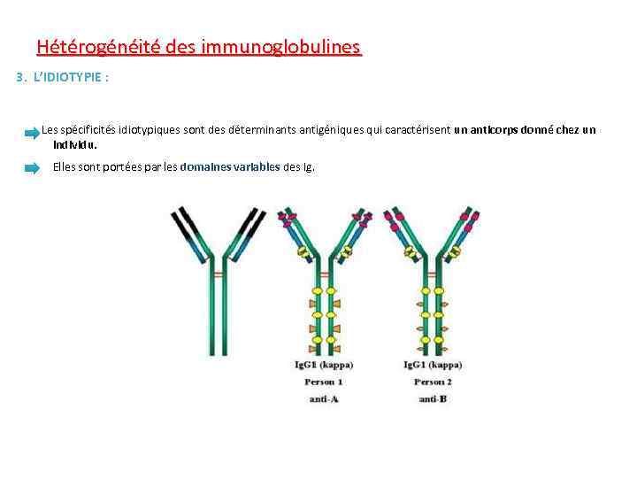 Hétérogénéité des immunoglobulines 3. L’IDIOTYPIE : Les spécificités idiotypiques sont des déterminants antigéniques qui