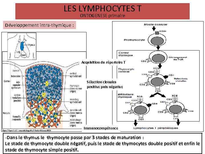 LES LYMPHOCYTES T ONTOGENESE primaire Développement intra-thymique : Acquisition du répertoire T Sélection clonales