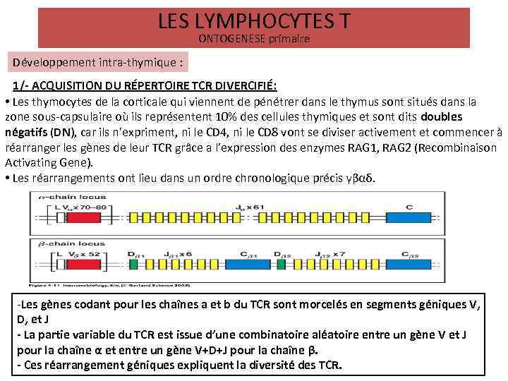 LES LYMPHOCYTES T ONTOGENESE primaire Développement intra-thymique : 1/- ACQUISITION DU RÉPERTOIRE TCR DIVERCIFIÉ: