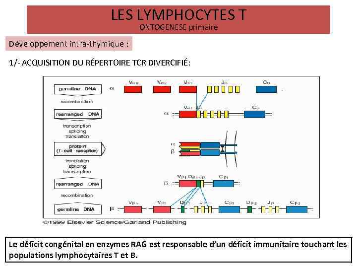 LES LYMPHOCYTES T ONTOGENESE primaire Développement intra-thymique : 1/- ACQUISITION DU RÉPERTOIRE TCR DIVERCIFIÉ: