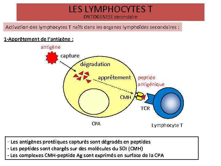 LES LYMPHOCYTES T ONTOGENESE secondaire Activation des lymphocytes T naïfs dans les organes lymphoïdes