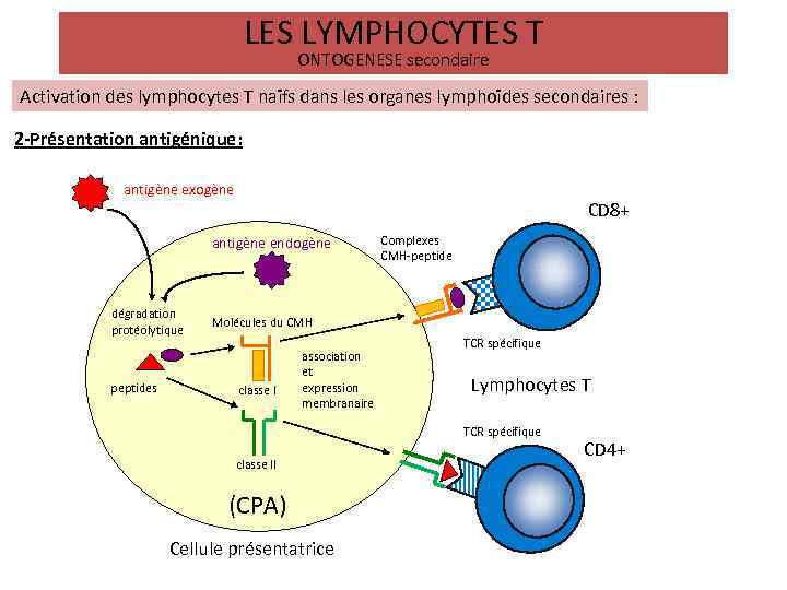 LES LYMPHOCYTES T ONTOGENESE secondaire Activation des lymphocytes T naïfs dans les organes lymphoïdes