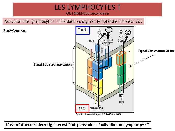 LES LYMPHOCYTES T ONTOGENESE secondaire Activation des lymphocytes T naïfs dans les organes lymphoïdes