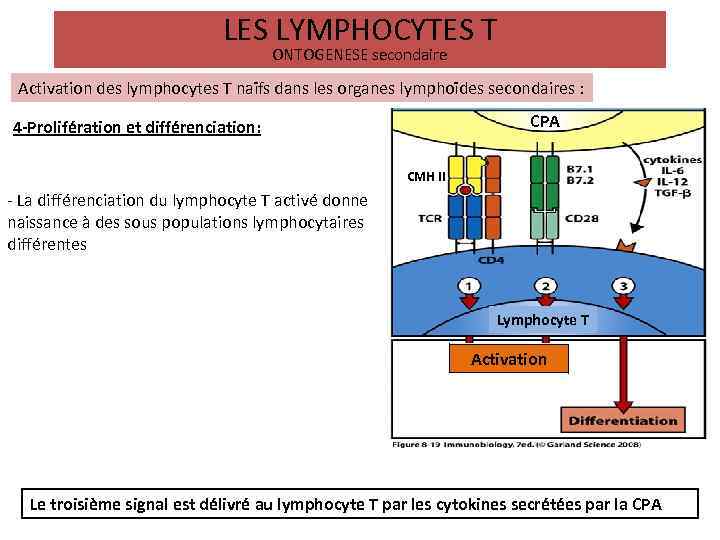 LES LYMPHOCYTES T ONTOGENESE secondaire Activation des lymphocytes T naïfs dans les organes lymphoïdes