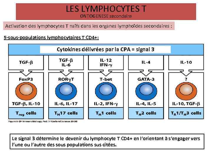 LES LYMPHOCYTES T ONTOGENESE secondaire Activation des lymphocytes T naïfs dans les organes lymphoïdes