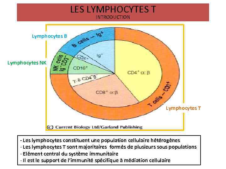 LES LYMPHOCYTES T INTRODUCTION Lymphocytes B Lymphocytes NK Lymphocytes T - Les lymphocytes constituent