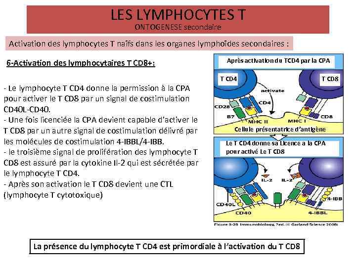 LES LYMPHOCYTES T ONTOGENESE secondaire Activation des lymphocytes T naïfs dans les organes lymphoïdes