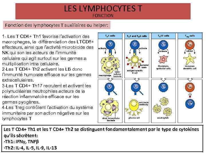 LES LYMPHOCYTES T FONCTION Fonction des lymphocytes T auxiliaires ou helper: 1 - Les