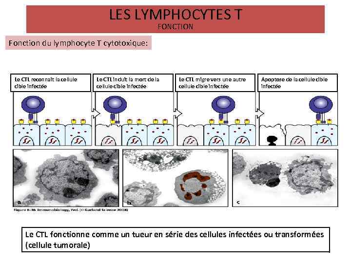 LES LYMPHOCYTES T FONCTION Fonction du lymphocyte T cytotoxique: Le CTL reconnait la cellule