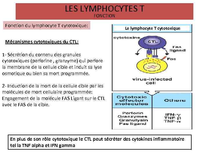 LES LYMPHOCYTES T FONCTION Fonction du lymphocyte T cytotoxique: Le lymphocyte T cytotoxique Mécanismes