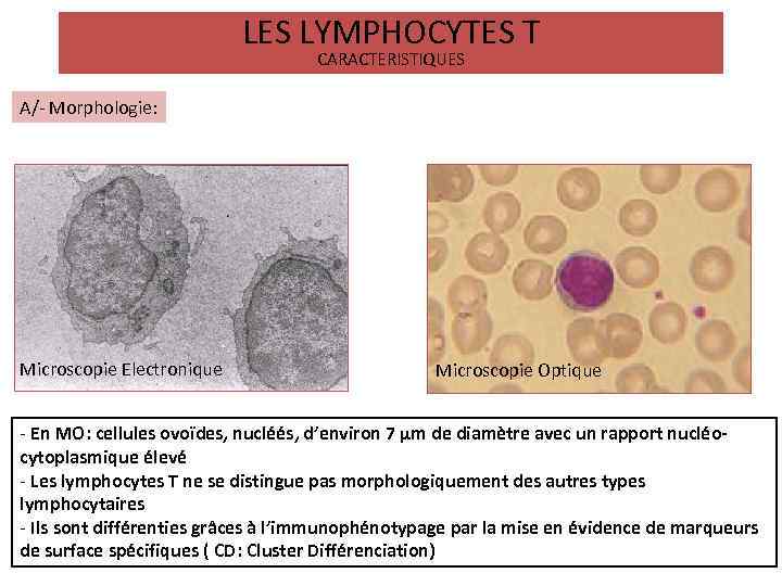 LES LYMPHOCYTES T CARACTERISTIQUES A/- Morphologie: Microscopie Electronique Microscopie Optique - En MO: cellules