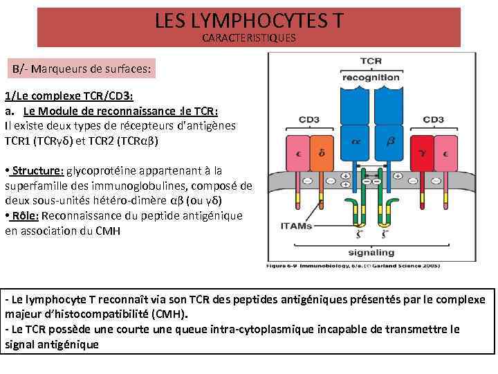 LES LYMPHOCYTES T CARACTERISTIQUES B/- Marqueurs de surfaces: 1/Le complexe TCR/CD 3: a. Le