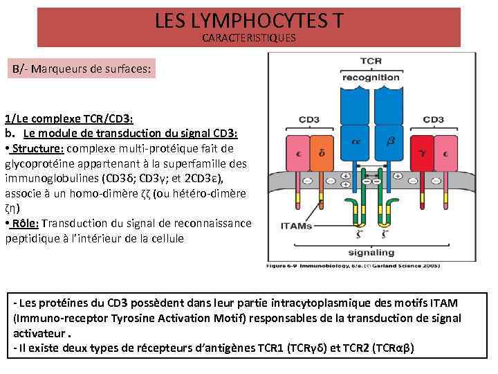 LES LYMPHOCYTES T CARACTERISTIQUES B/- Marqueurs de surfaces: 1/Le complexe TCR/CD 3: b. Le