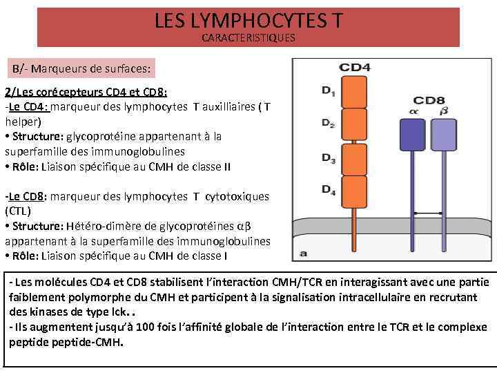 LES LYMPHOCYTES T CARACTERISTIQUES B/- Marqueurs de surfaces: 2/Les corécepteurs CD 4 et CD