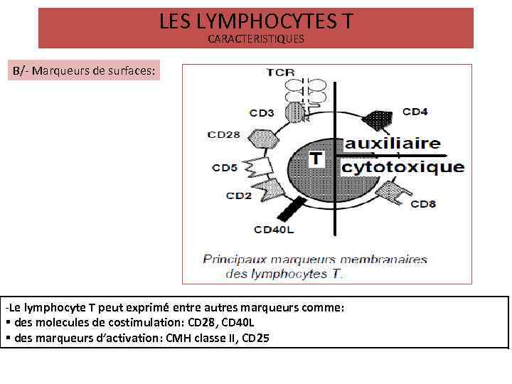 LES LYMPHOCYTES T CARACTERISTIQUES B/- Marqueurs de surfaces: -Le lymphocyte T peut exprimé entre