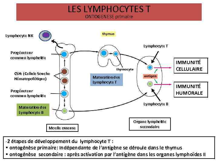 LES LYMPHOCYTES T ONTOGENESE primaire Lymphocyte NK Lymphocyte T Progéneteur commun lymphoïde CSH: (Cellule