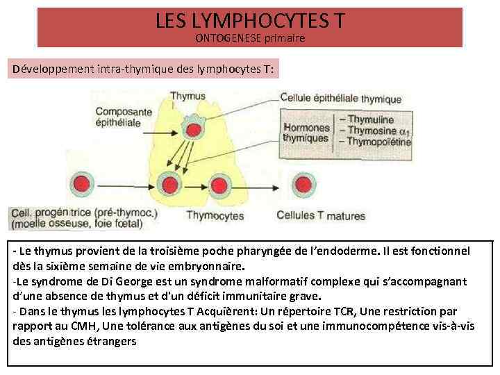 LES LYMPHOCYTES T ONTOGENESE primaire Développement intra-thymique des lymphocytes T: - Le thymus provient