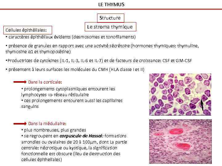 LE THYMUS Structure Le stroma thymique Cellules épithéliales: • caractères épithéliaux évidents (desmosomes et