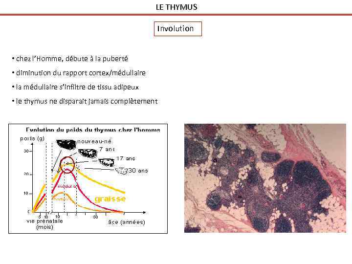 LE THYMUS Involution • chez l’Homme, débute à la puberté • diminution du rapport