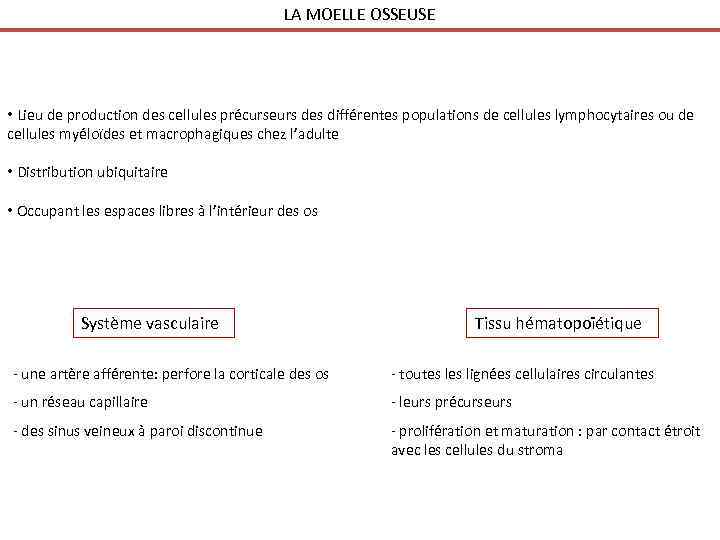 LA MOELLE OSSEUSE • Lieu de production des cellules précurseurs des différentes populations de