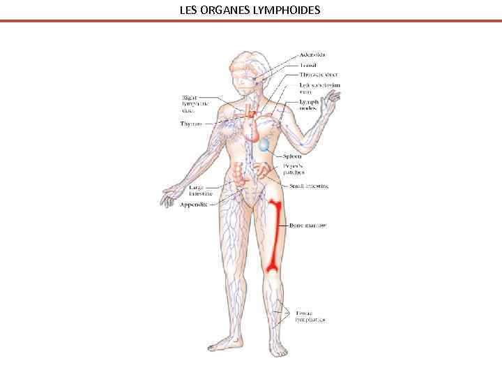 LES ORGANES LYMPHOIDES 
