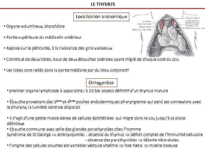 LE THYMUS Localisation anatomique • Organe volumineux, blanchâtre • Partie supérieure du médiastin antérieur