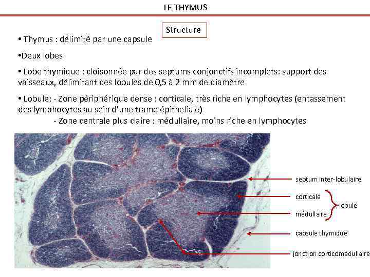 LE THYMUS • Thymus : délimité par une capsule Structure • Deux lobes •