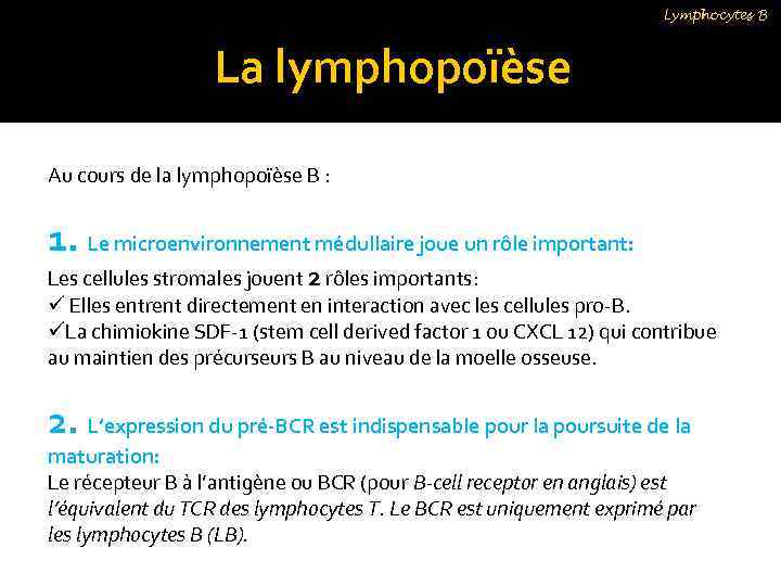 Lymphocytes B La lymphopoïèse Au cours de la lymphopoïèse B : 1. Le microenvironnement