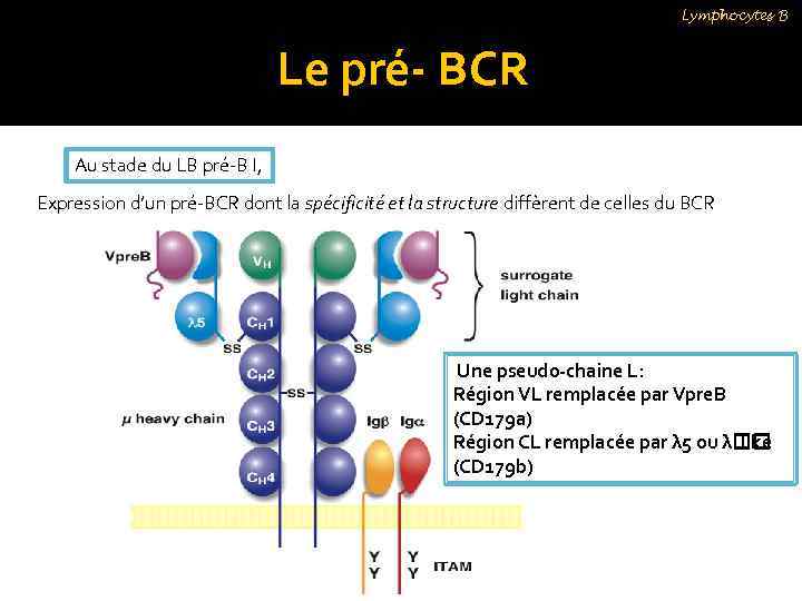 Lymphocytes B Le pré- BCR Au stade du LB pré-B I, Expression d’un pré-BCR