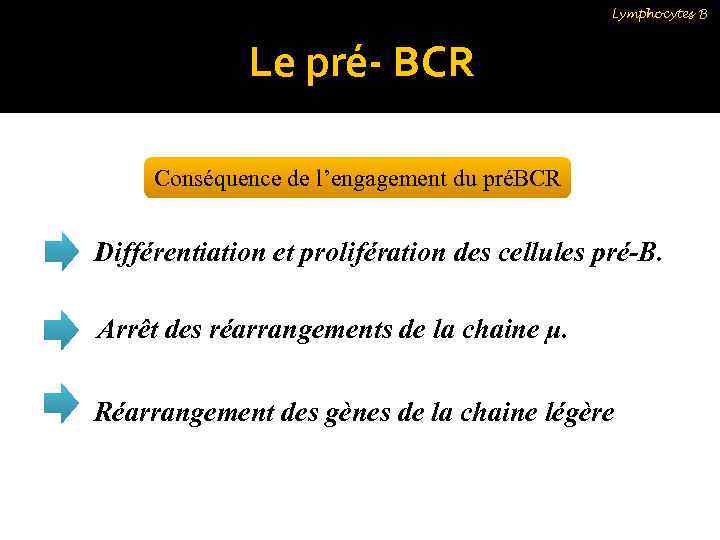 Lymphocytes B Le pré- BCR Conséquence de l’engagement du préBCR Différentiation et prolifération des