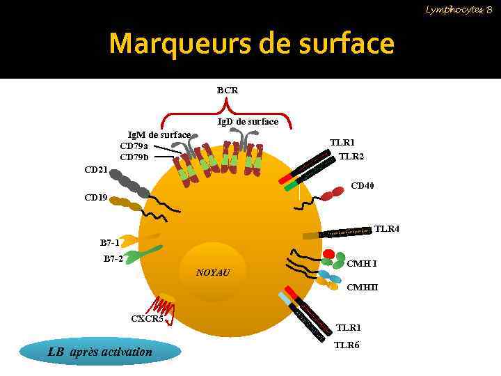 Lymphocytes B Marqueurs de surface BCR Ig. D de surface Ig. M de surface