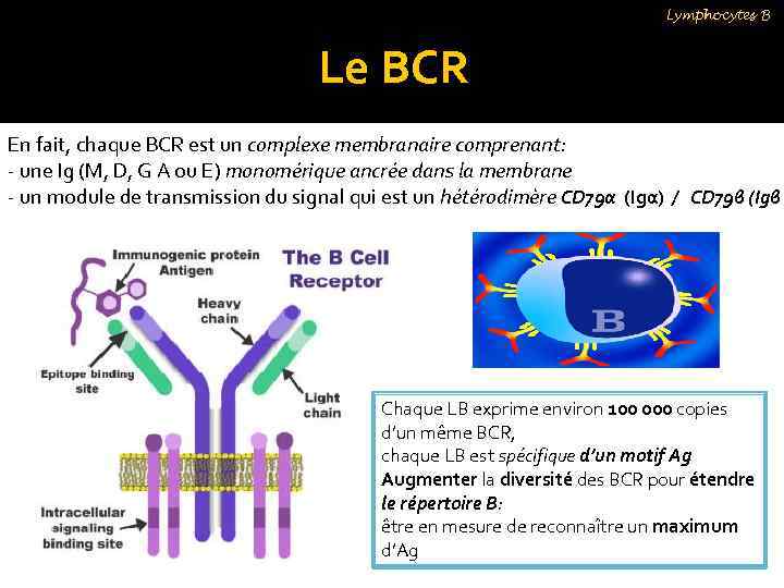 Lymphocytes B Le BCR En fait, chaque BCR est un complexe membranaire comprenant: -