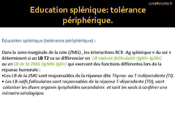 Education splénique: tolérance périphérique. Lymphocytes B Éducation splénique (tolérance périphérique) : Dans la zone