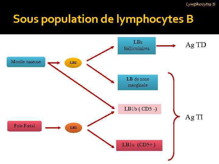 Lymphocytes B Sous population de lymphocytes B LBs folliculaires Moelle osseuse Ag TD LB