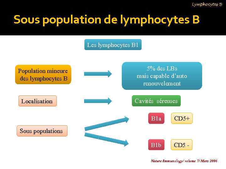 Lymphocytes B Sous population de lymphocytes B Les lymphocytes B 1 Population mineure des