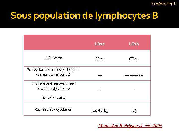 Lymphocytes B Sous population de lymphocytes B LB 1 a LB 1 b Phénotype