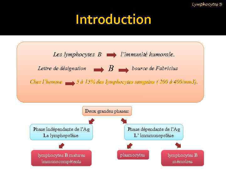 Lymphocytes B Introduction Les lymphocytes B Lettre de désignation Chez l’homme l’immunité humorale. B